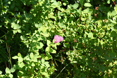 Spiraea splendens