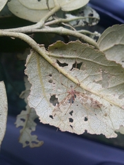 Mischoderus annuliferus