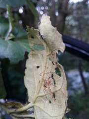 Mischoderus annuliferus