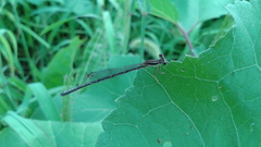 Platycnemis phyllopoda