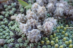 Eriophyes duguidae