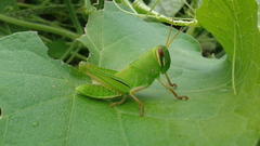 Patanga japonica