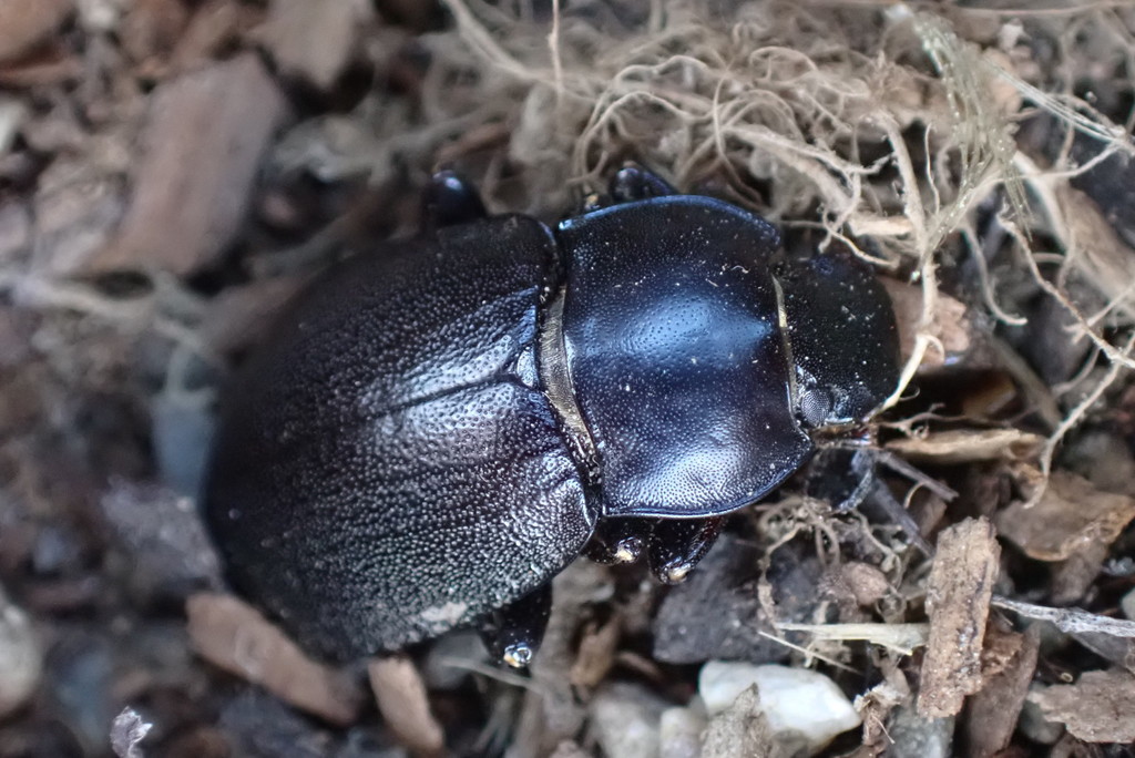 Mimopeus impressifrons