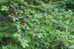 Vaccinium alaskaense