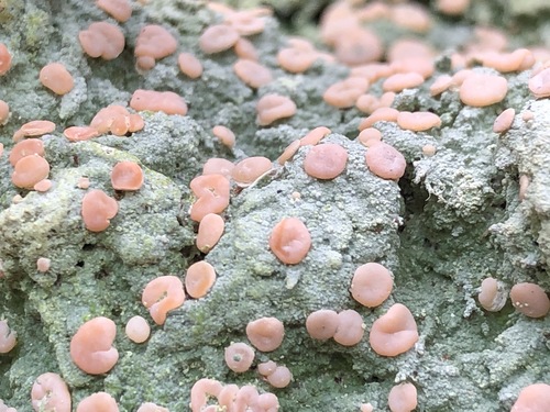 Candy Lichen