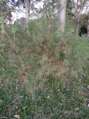 Acanthostyles buniifolius