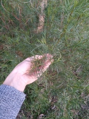 Acanthostyles buniifolius