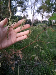 Chascolytrum subaristatum