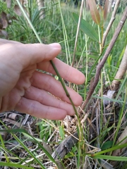 Chascolytrum subaristatum