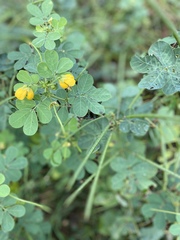 Senna obtusifolia