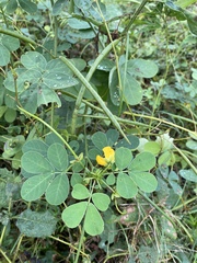 Senna obtusifolia