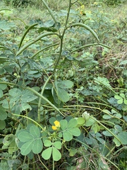 Senna obtusifolia