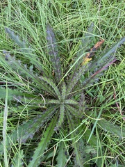 Cirsium horridulum