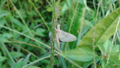 Ephemera orientalis
