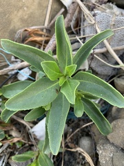 Myoporum bontioides