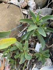 Myoporum bontioides