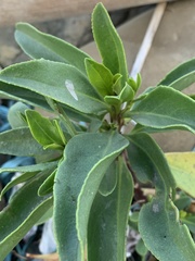 Myoporum bontioides