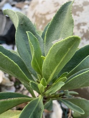 Myoporum bontioides