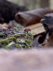 Chromosera