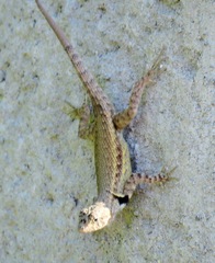 Sceloporus pyrocephalus