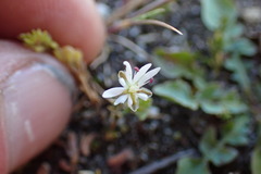 Stellaria gracilenta