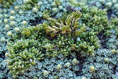 Stellaria gracilenta