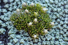 Colobanthus brevisepalus