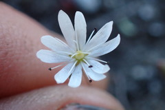Stellaria gracilenta