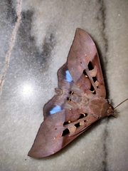Ischyja marapok