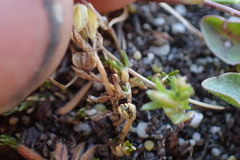 Stellaria gracilenta