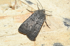 Euxoa comosa