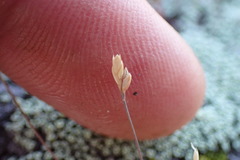 Poa maniototo