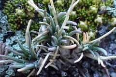 Poa maniototo