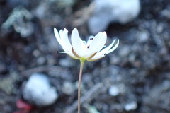 Stellaria gracilenta