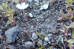 Stellaria gracilenta