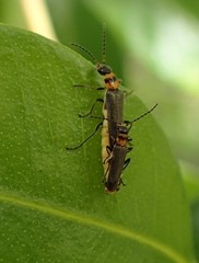 Chauliognathus sydneyanus