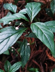 Lysimachia ardisioides