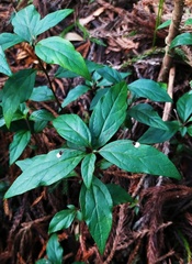 Lysimachia ardisioides