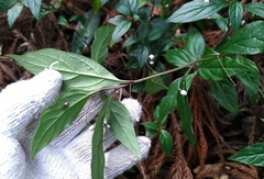 Lysimachia ardisioides