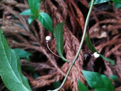 Lysimachia ardisioides