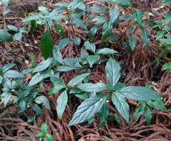Lysimachia ardisioides