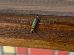 Oedemera sauteri