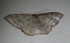 Idaea coercita