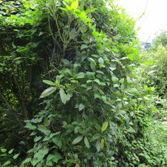 Cephaleuros lagerheimii