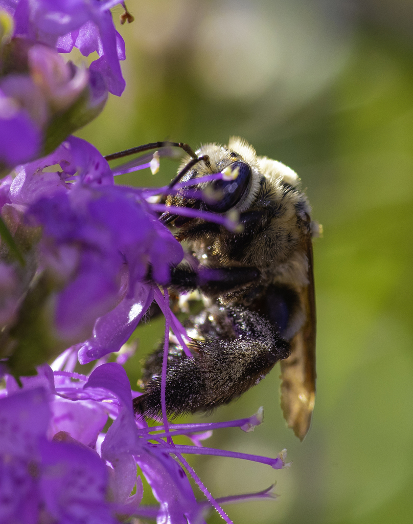 Svastra atripes