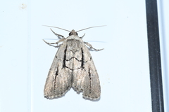 Sympistis dinalda