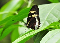 Heliconius cydno cydnides