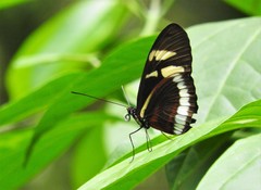 Heliconius cydno cydnides