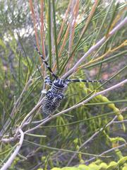 Rhytiphora saundersii