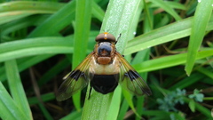 Volucella tabanoides